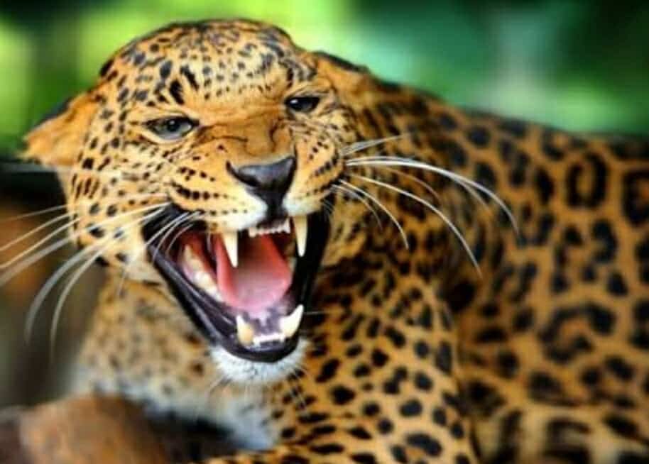 चितुवाले आक्रमण गर्दा एक महिलाको मृत्यु