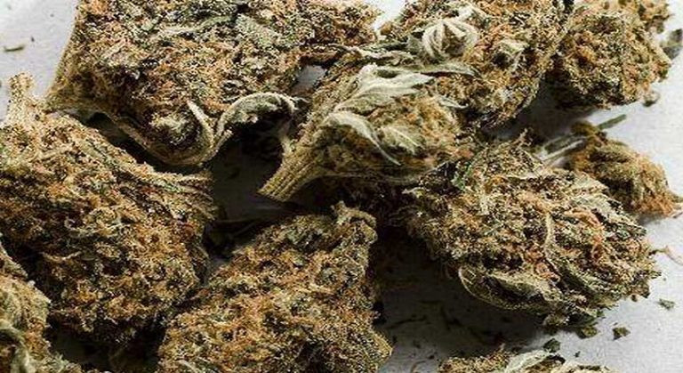 ४७५ किलो अवैध लागुऔषध गाँजासहित दुईजना पक्राउ